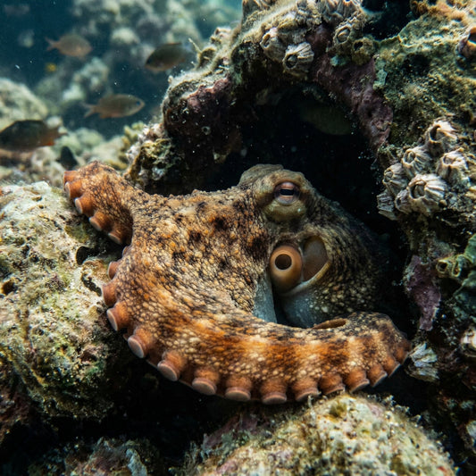Why Seeing an Octopus Feels Like a Gift